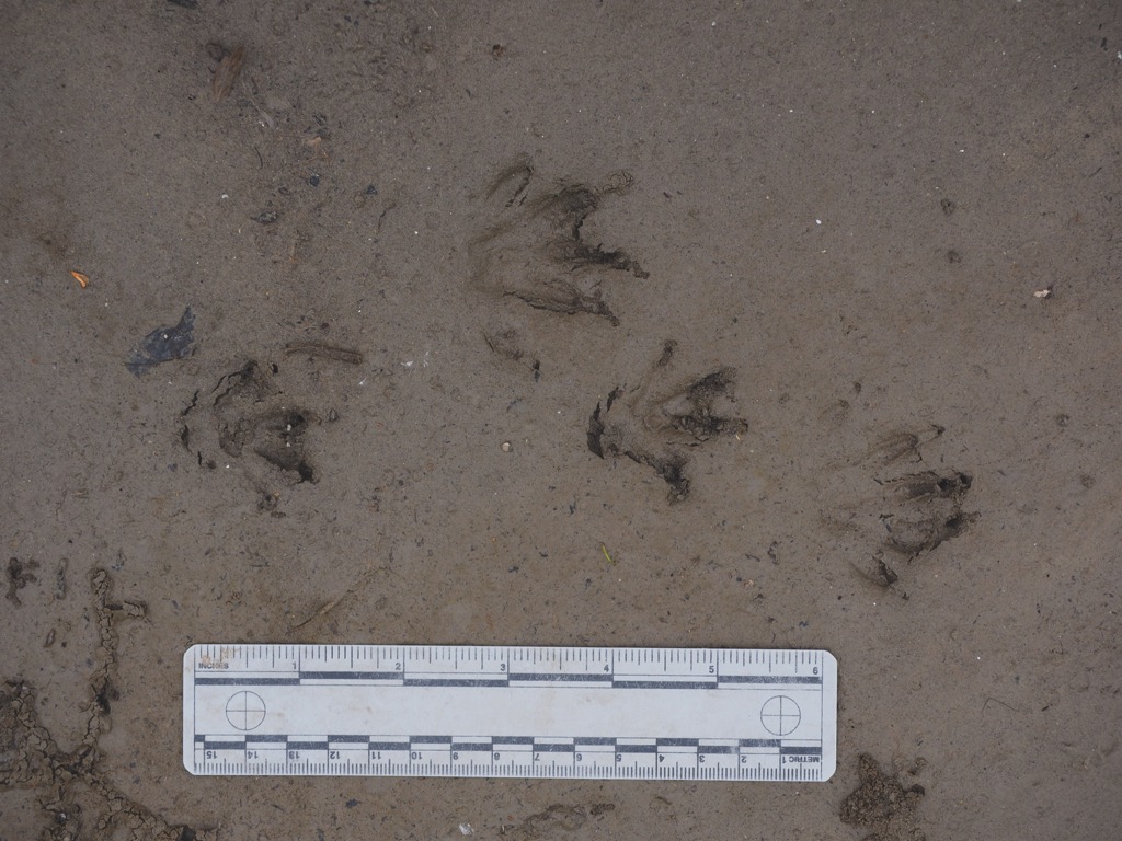 Photographing Animal Tracks