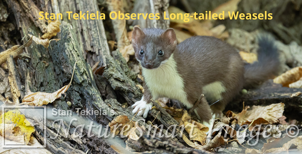 Long-tailed weasels