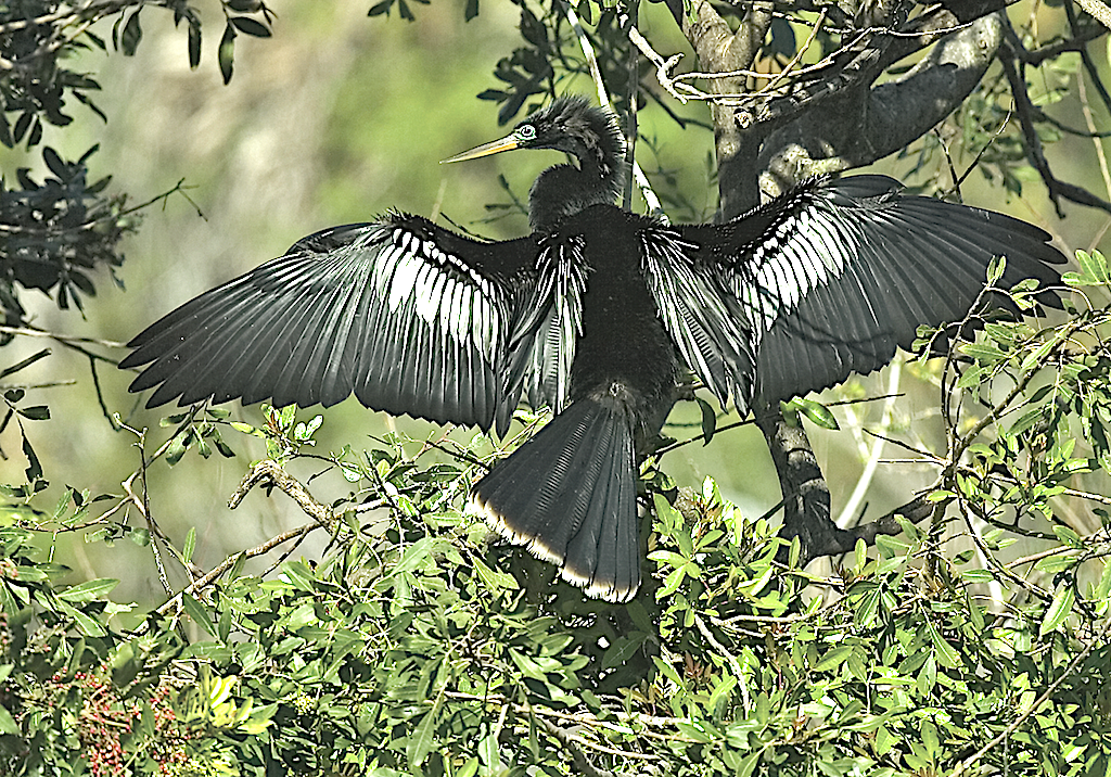 Birds of Georgia