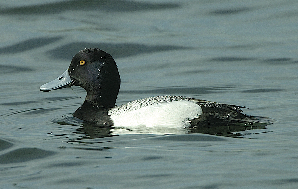 Birds of Georgia