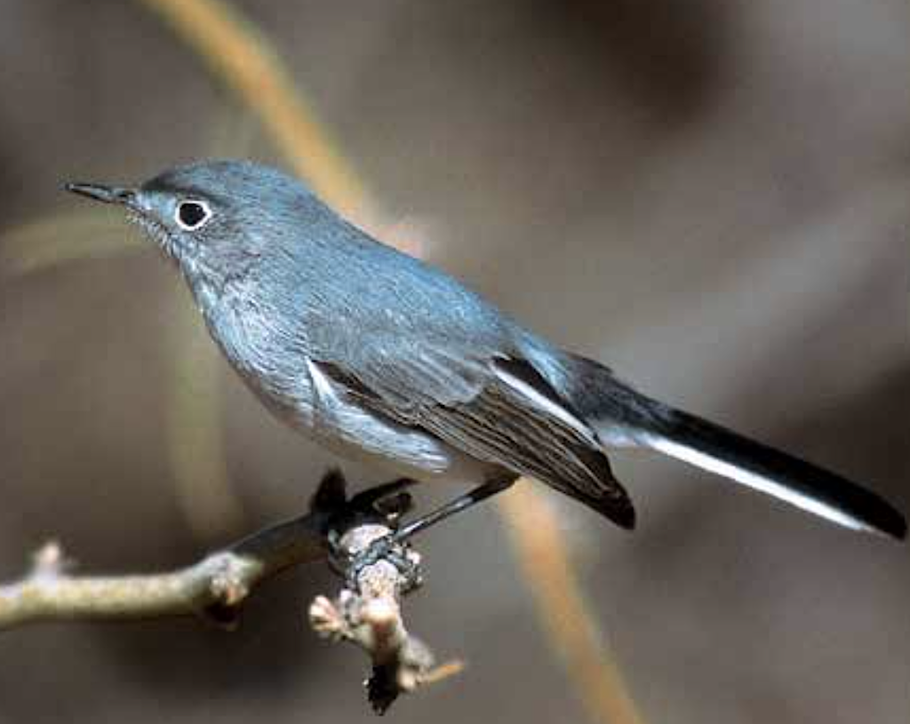 Birds of California