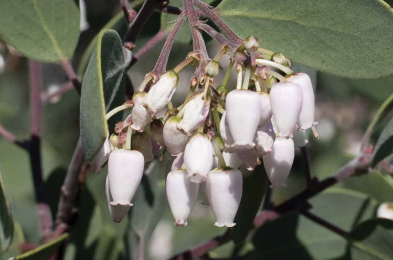 Attract Beautiful Creatures to Your Backyard with Native Plant