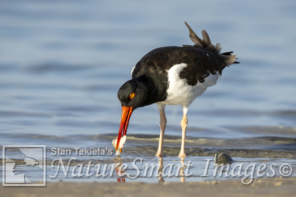 American Oystercatcher