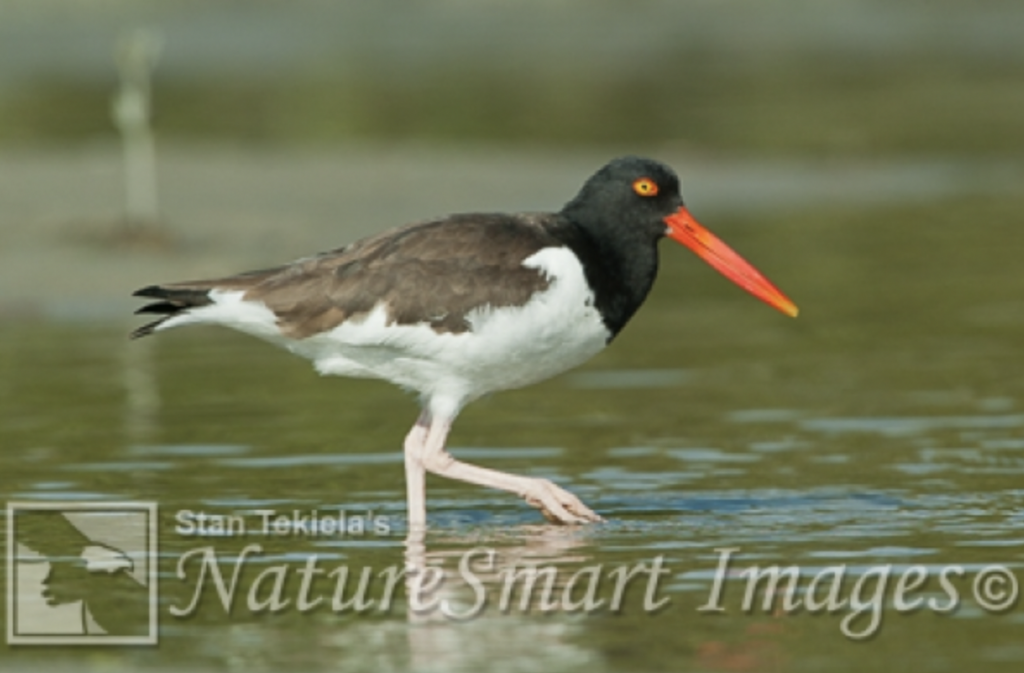 American Oystercatcher