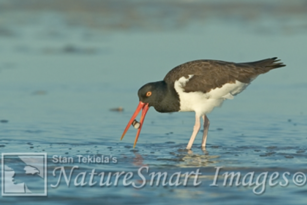 American Oystercatcher