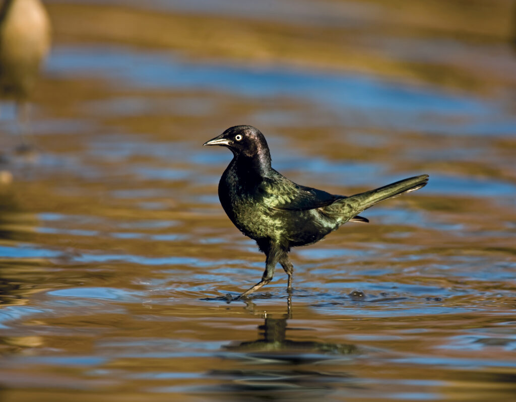 Birds of California