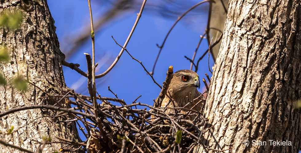 Cooper's Hawk