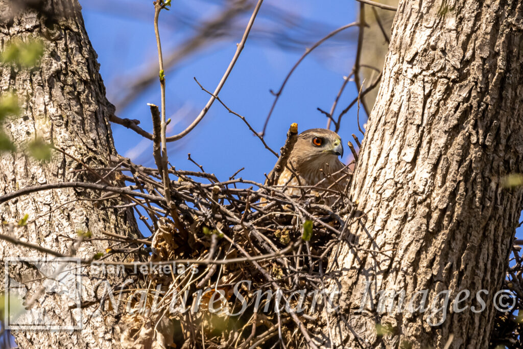 Cooper's hawk