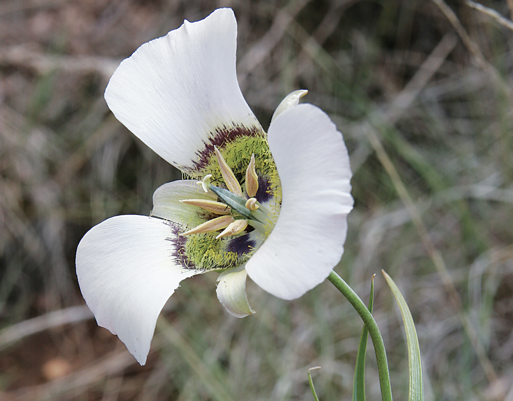 Wildflowers of Colorado