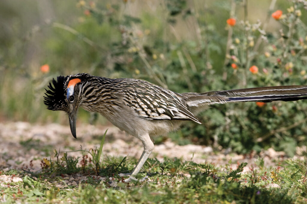 Birds of California