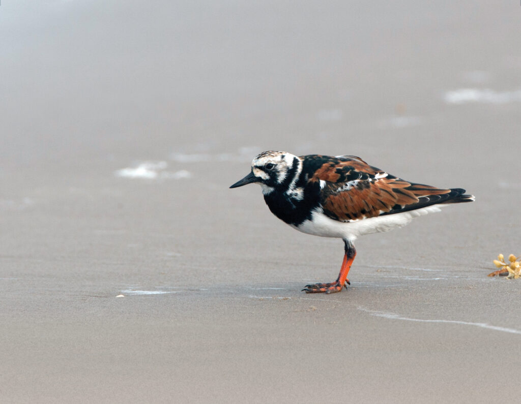 Birds of California