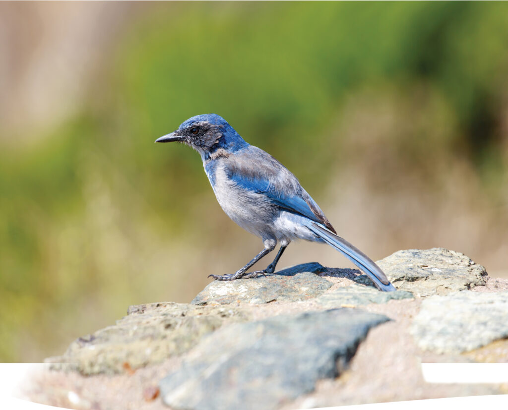 Birds of California