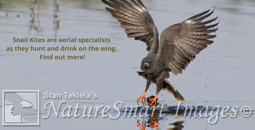 Snail Kites