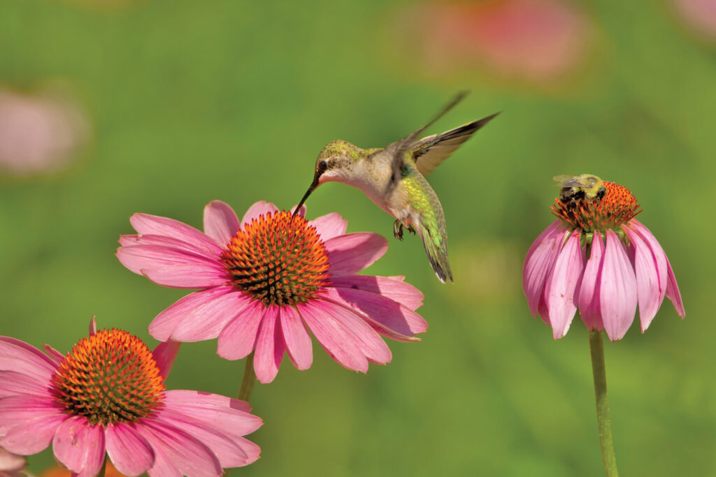 Hummingbirds