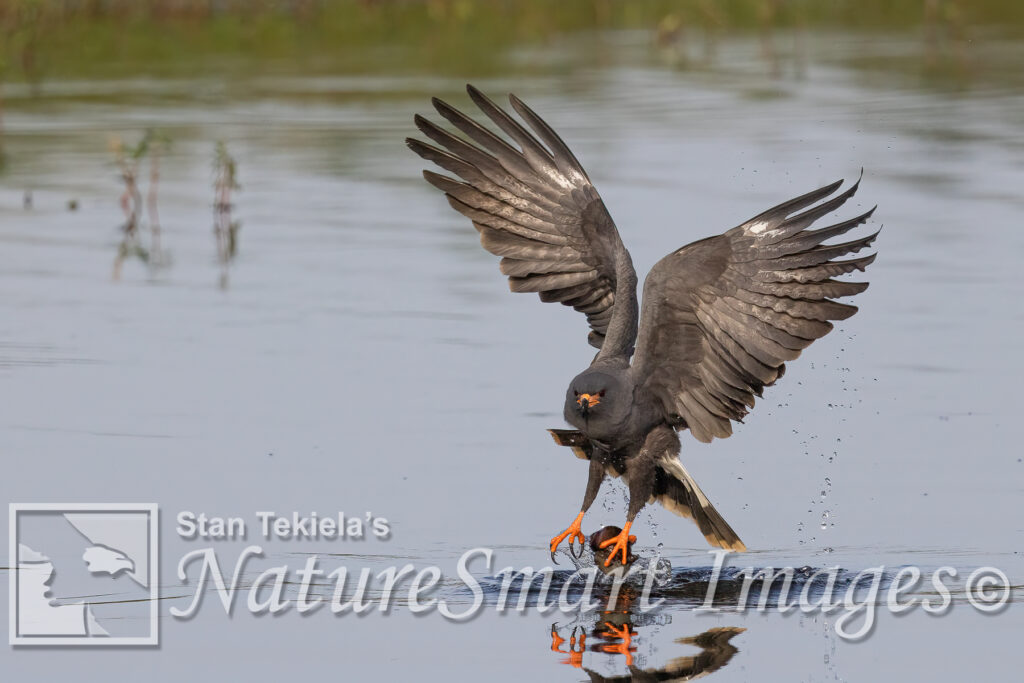 Snail Kites