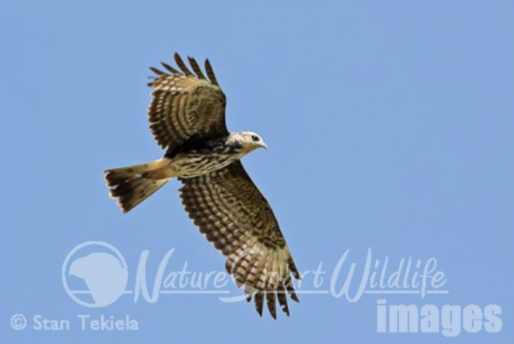 Snail Kites