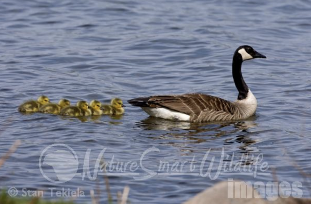 Canadian Geese