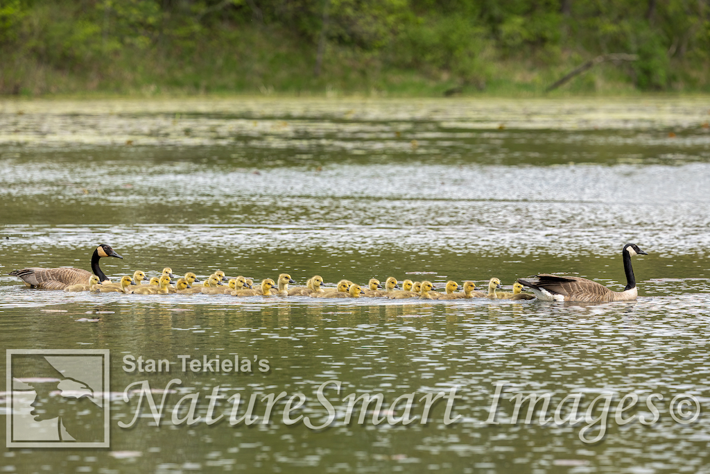 Canadian Geese