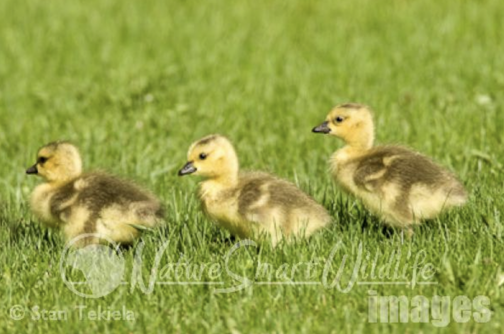 Canadian Geese