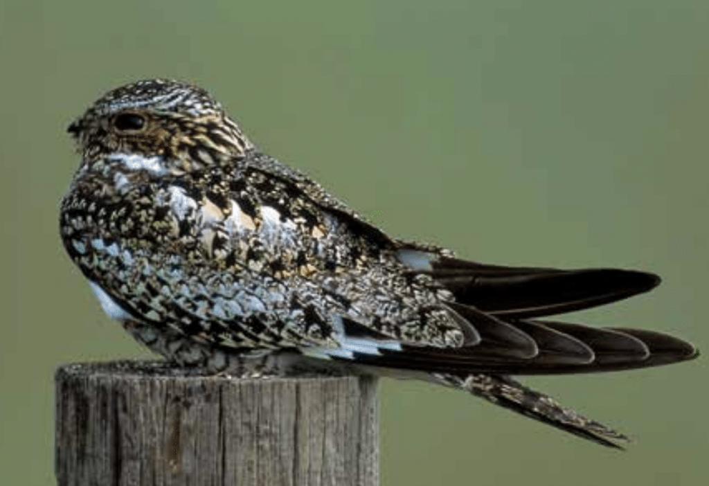 Birds of Montana