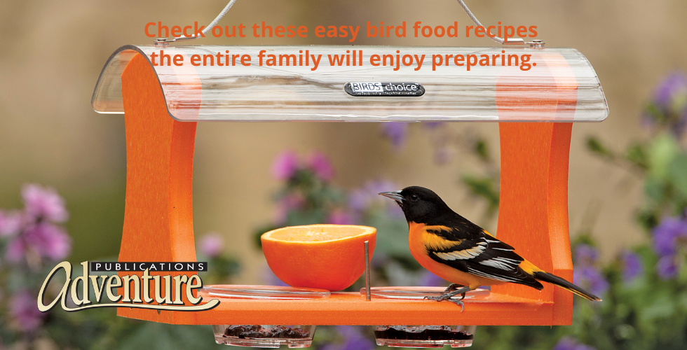 Bird Food recipes