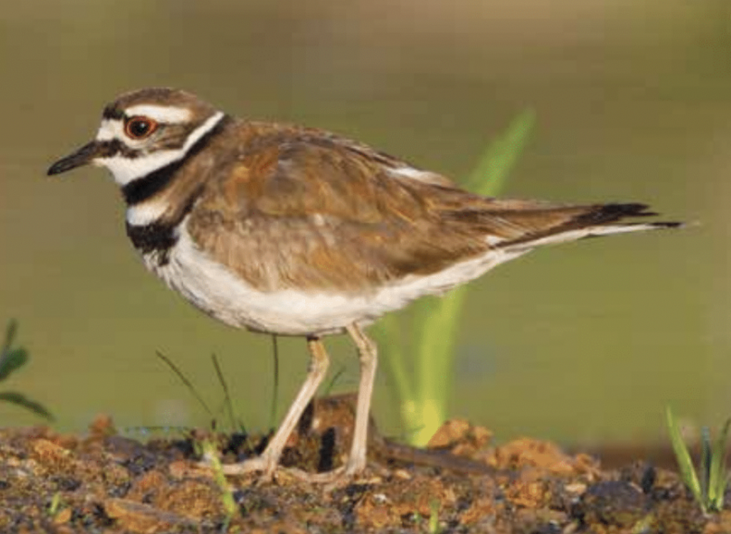 Birds of Montana