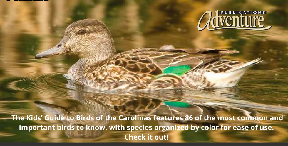 Birds of the Carolinas