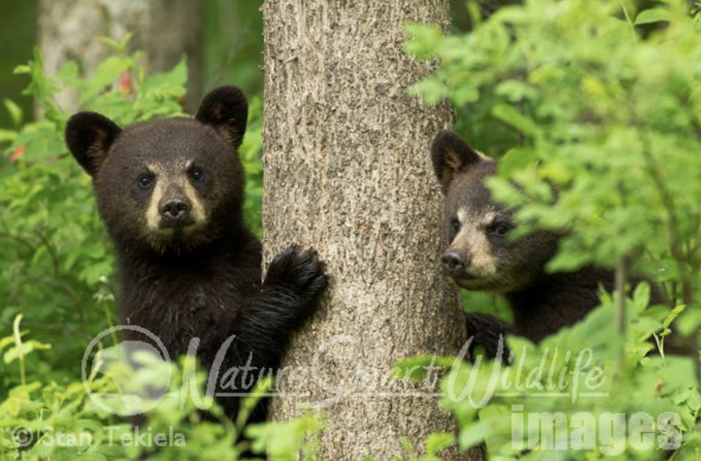Black bear cubs
