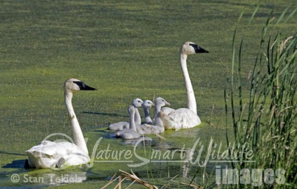 Trumpeter Swan