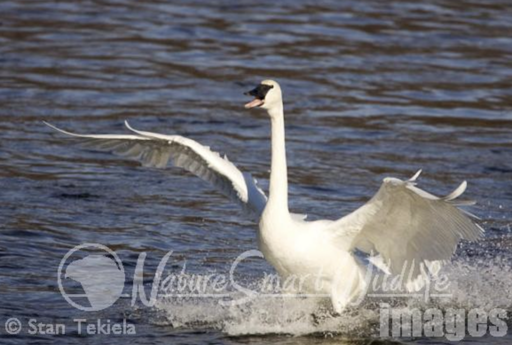 Trumpeter Swan