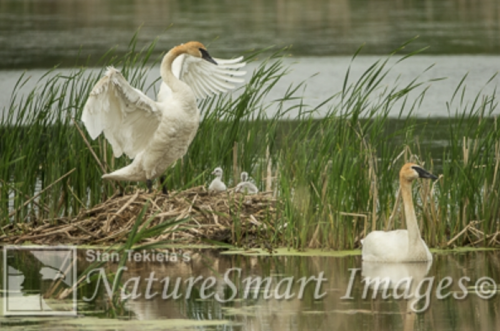 Trumpeter Swan