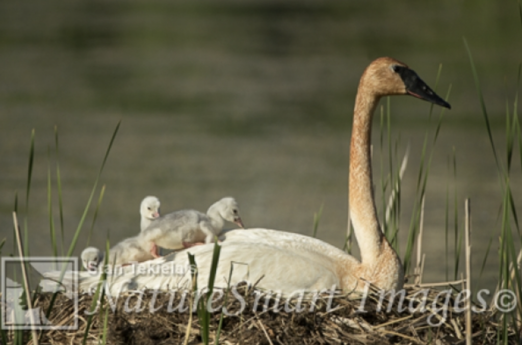 Trumpeter Swan