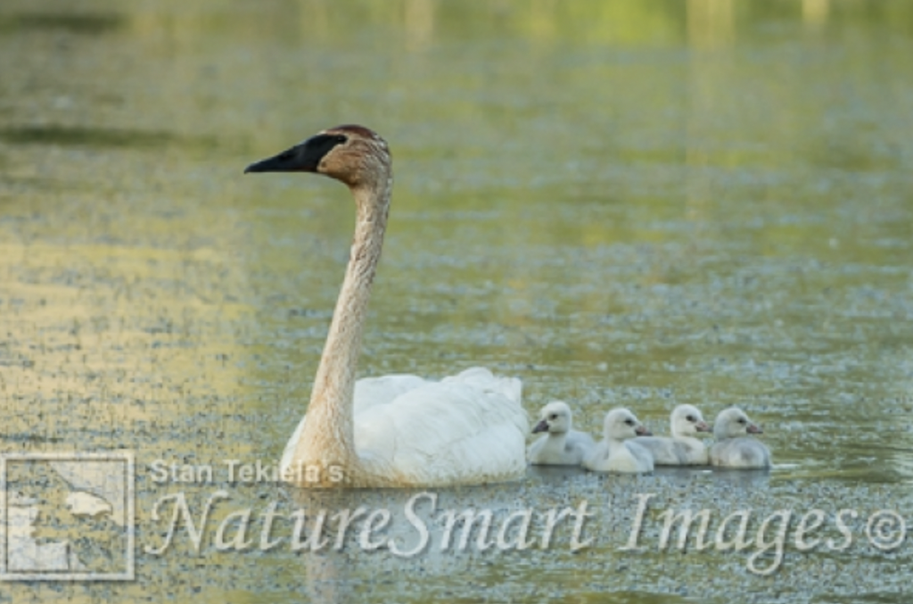 Trumpeter Swan