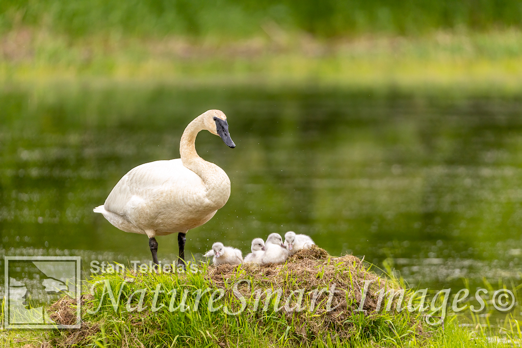 Trumpeter Swan