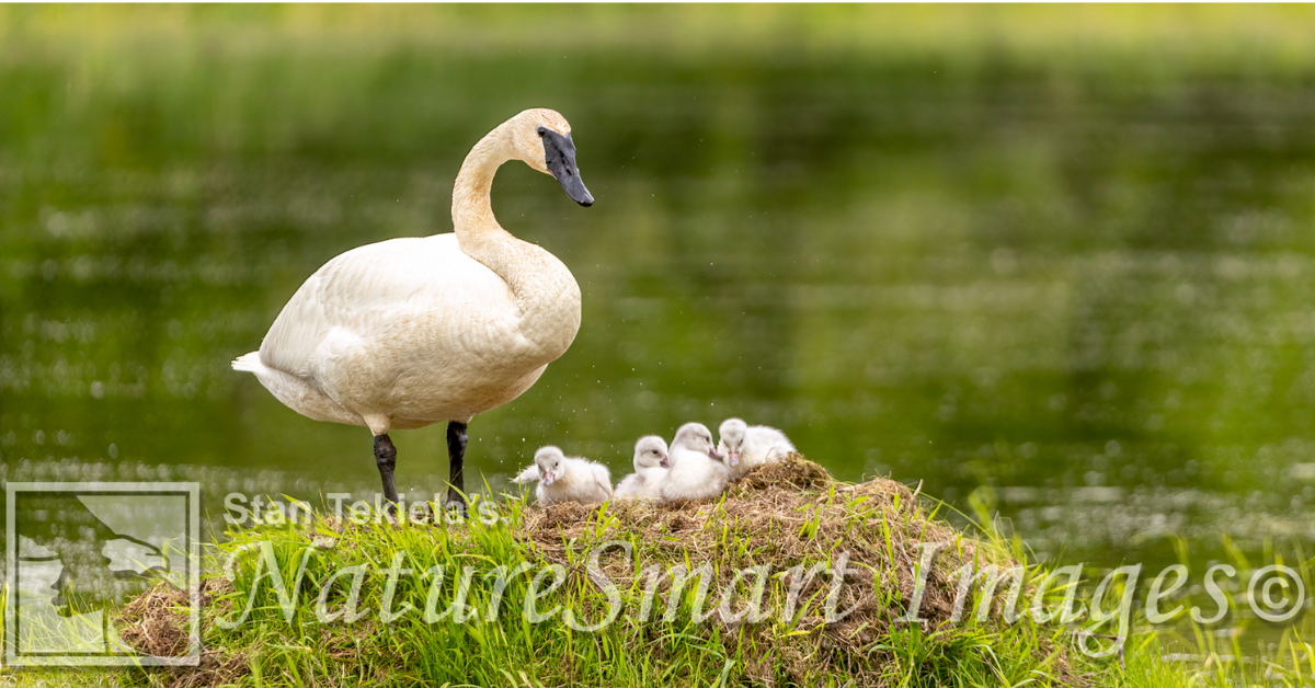 Trumpeter Swans