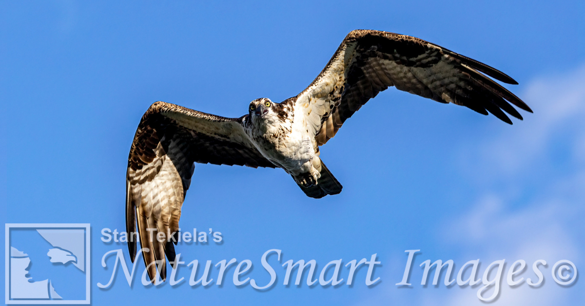 Ospreys