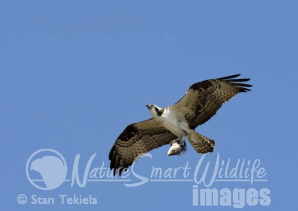 Ospreys