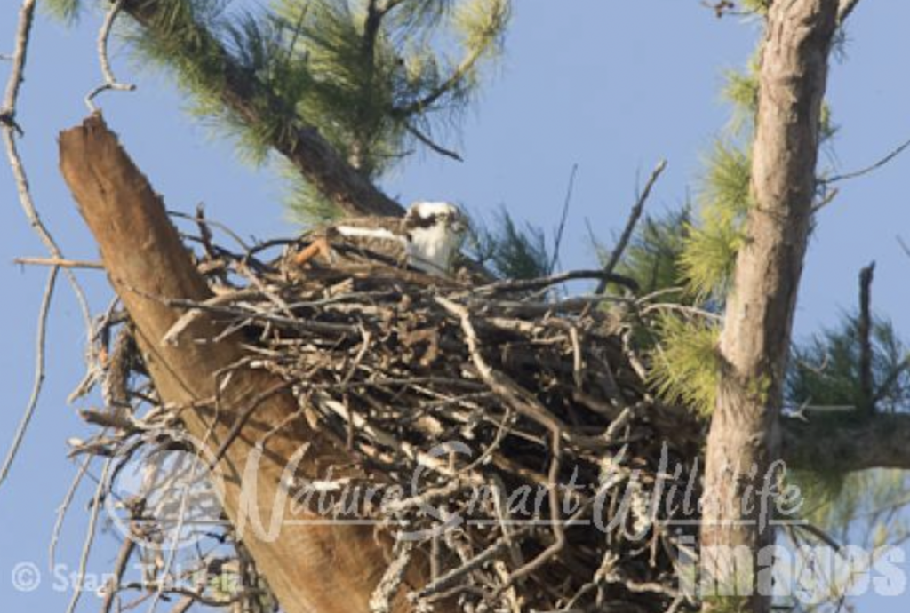 Ospreys