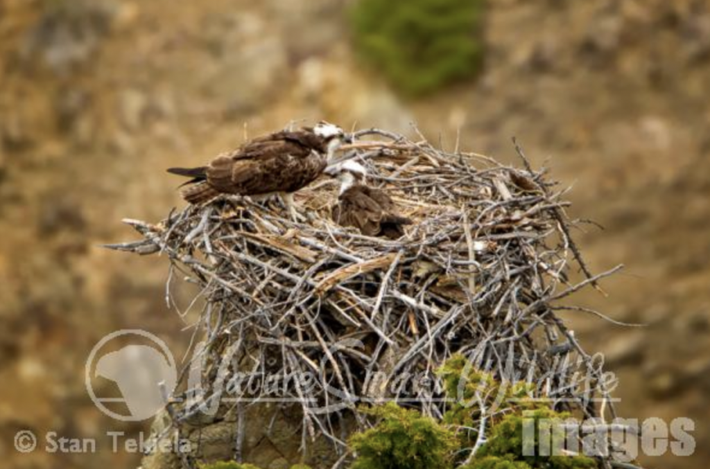 Ospreys