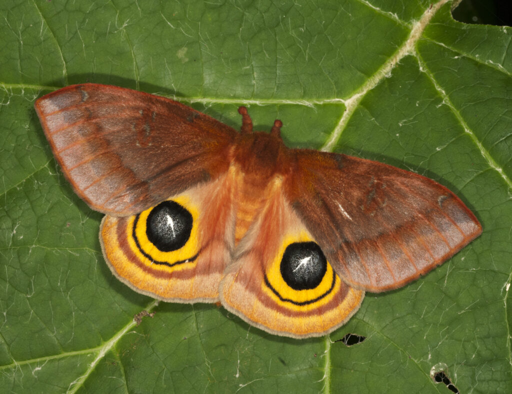 Butterflies of the Midwest