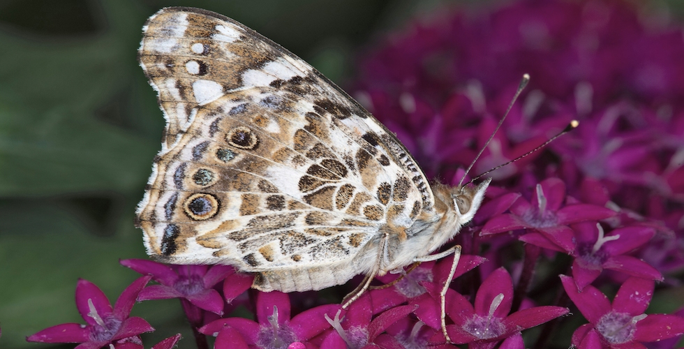 banner butterflies of the midwest