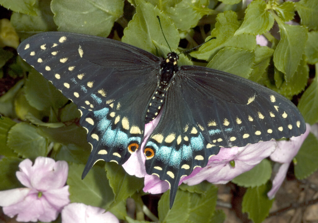 Butterflies of the Midwest