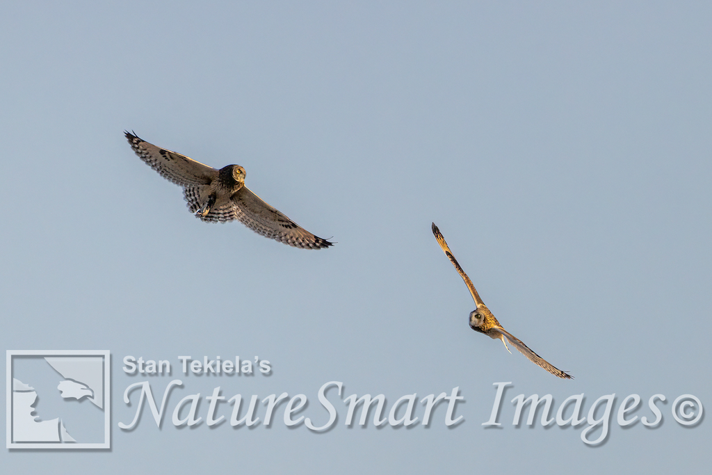 Short-eared Owls