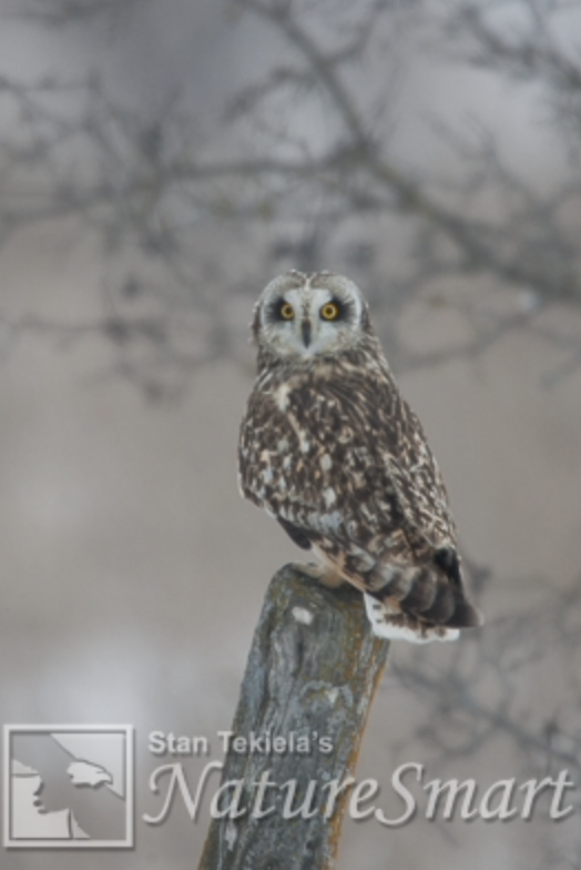 Short-eared Owls