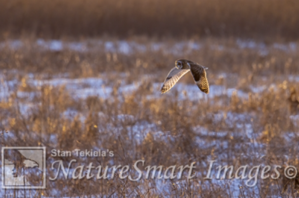 Short-eared Owls