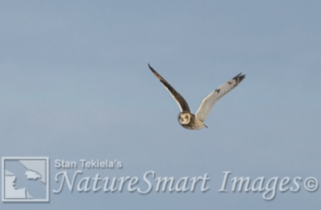 Short-eared Owls