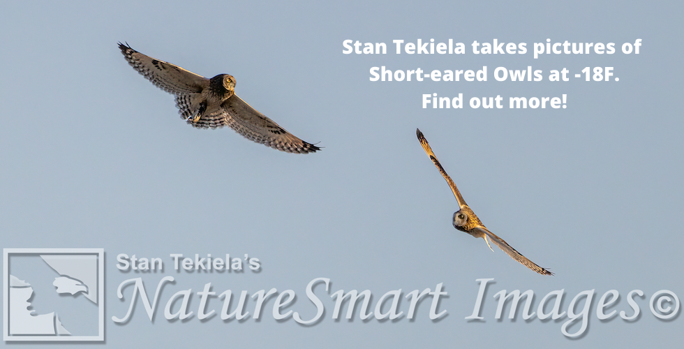 Short-eared Owls