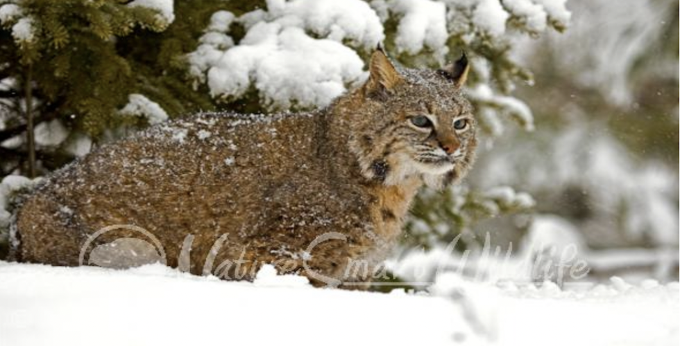 Bob Cat in winter weather banner