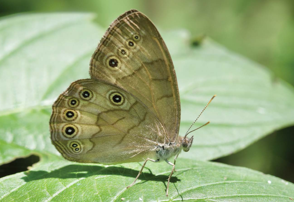 joy of butterfly gardening