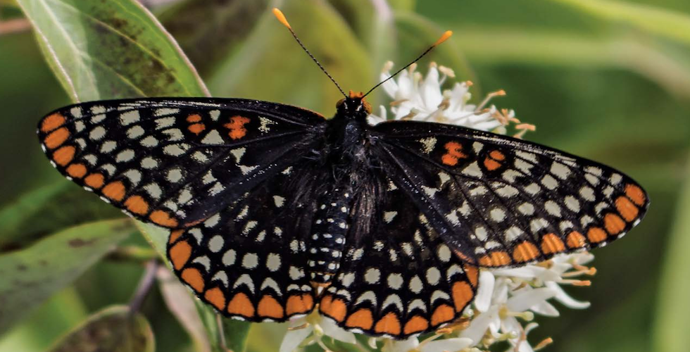 joy of butterfly gardening